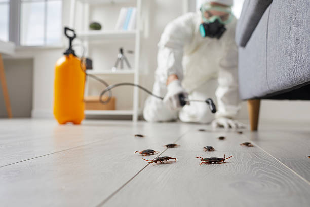 Commercial Kitchen Cockroach Control in Middlebush